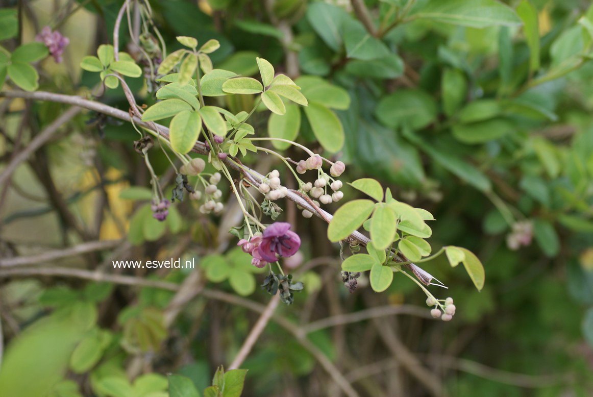 Akebia quinata
