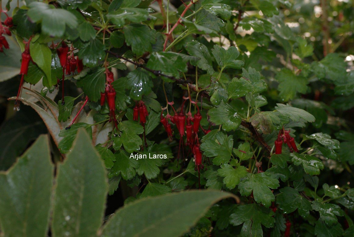 Ribes speciosum