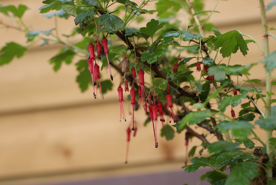 Ribes speciosum