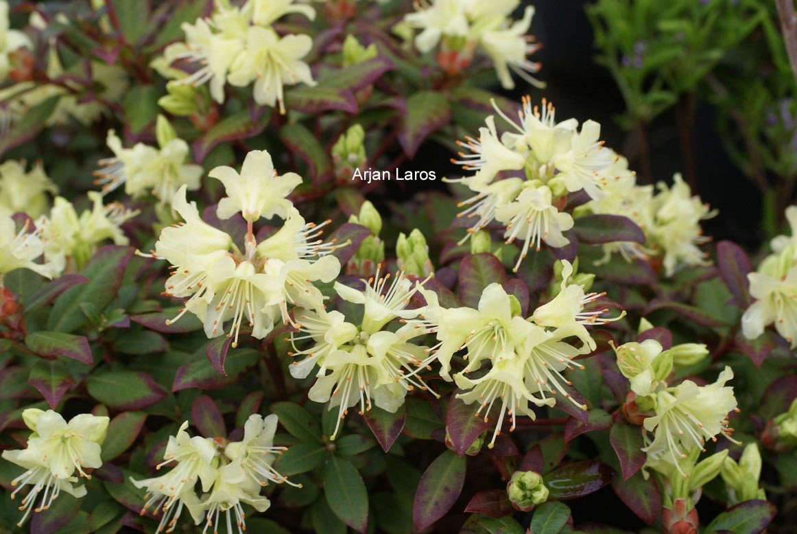 Rhododendron 'Princess Anne'