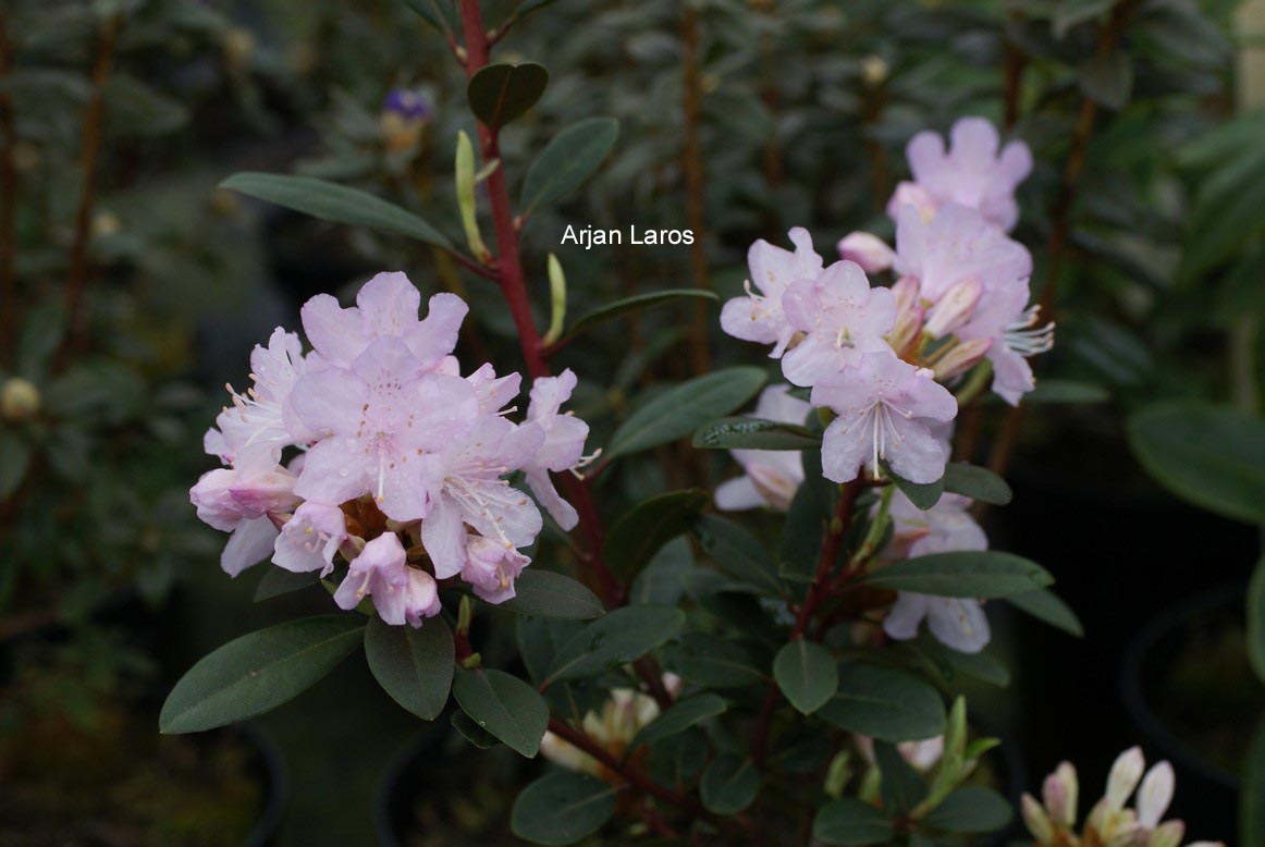 Rhododendron racemosum 'Pink Pompon'