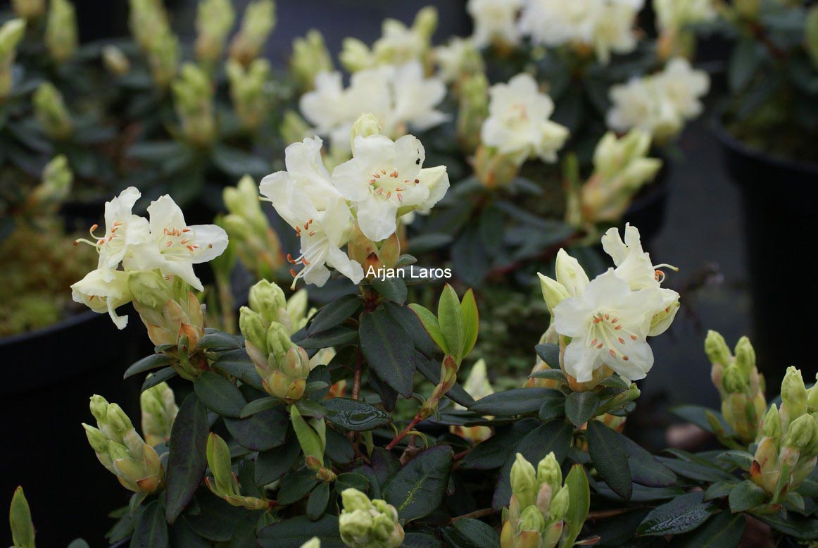Rhododendron keiskei 'Yaku Fairy'