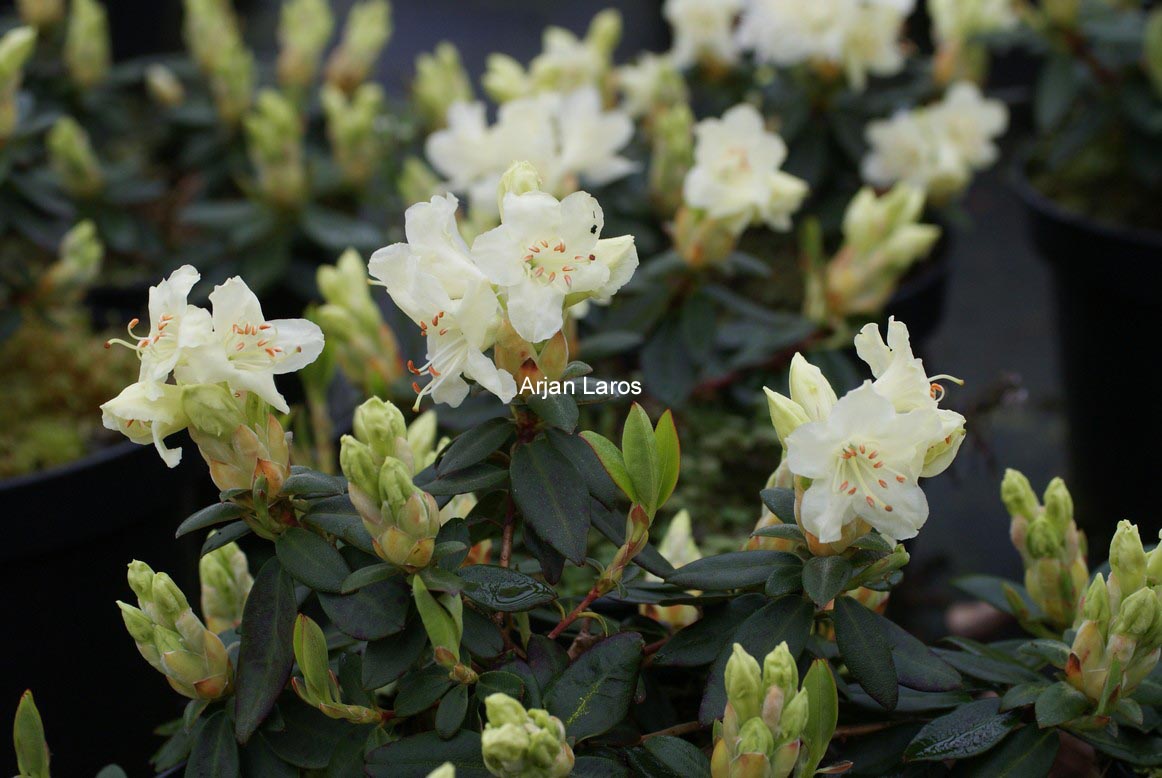 Rhododendron keiskei 'Yaku Fairy'