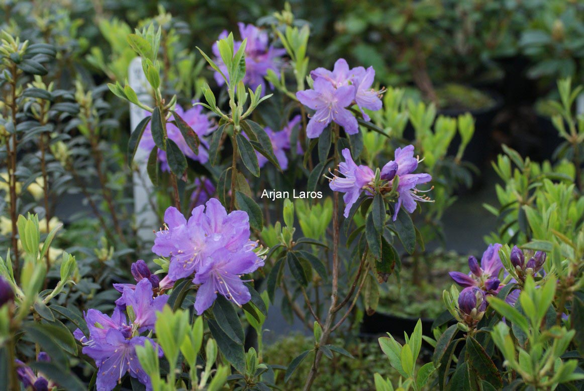 Rhododendron 'St. Tudy'