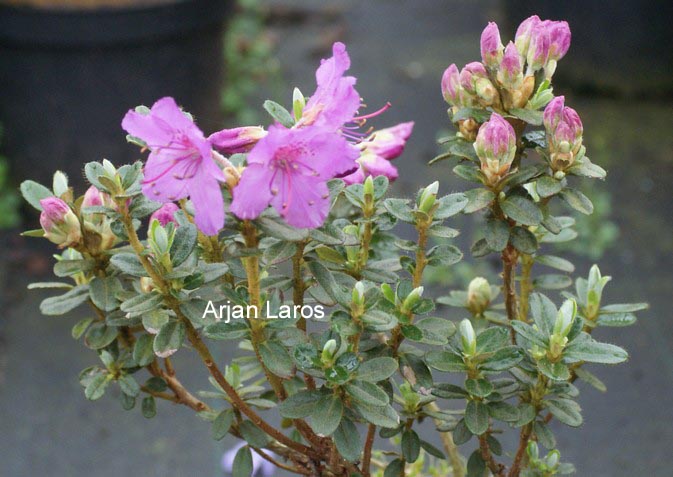 Rhododendron saluenense