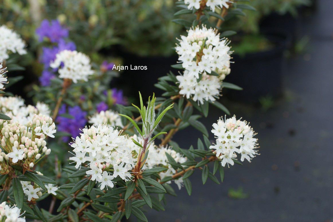 Rhododendron hypoleucum