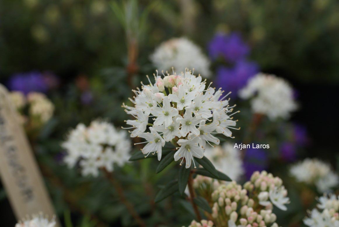 Rhododendron hypoleucum