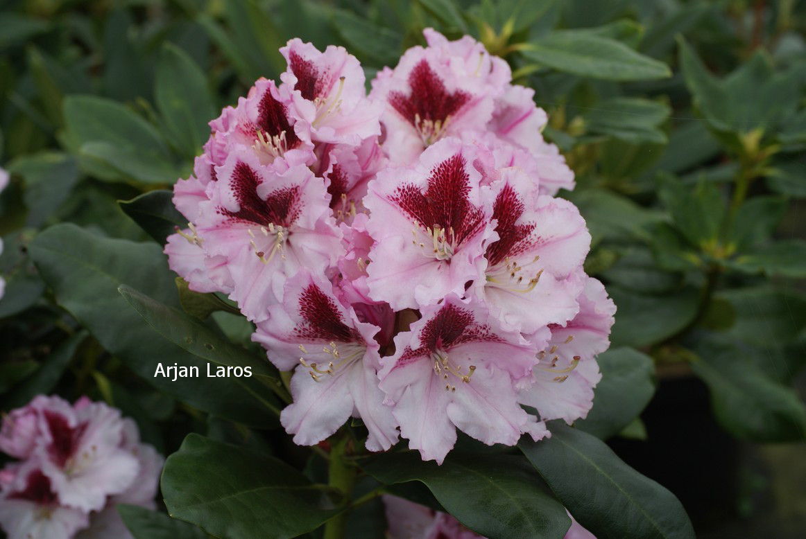 Rhododendron 'Herbstgruss'