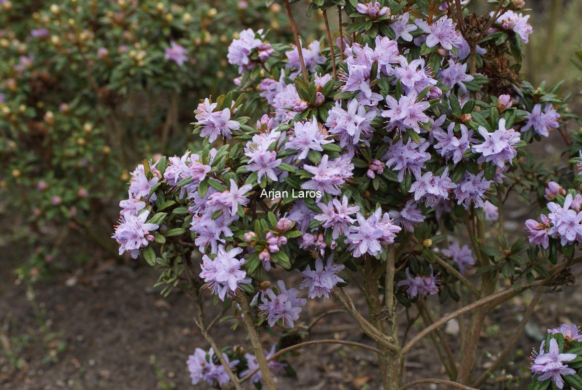 Rhododendron polycladum