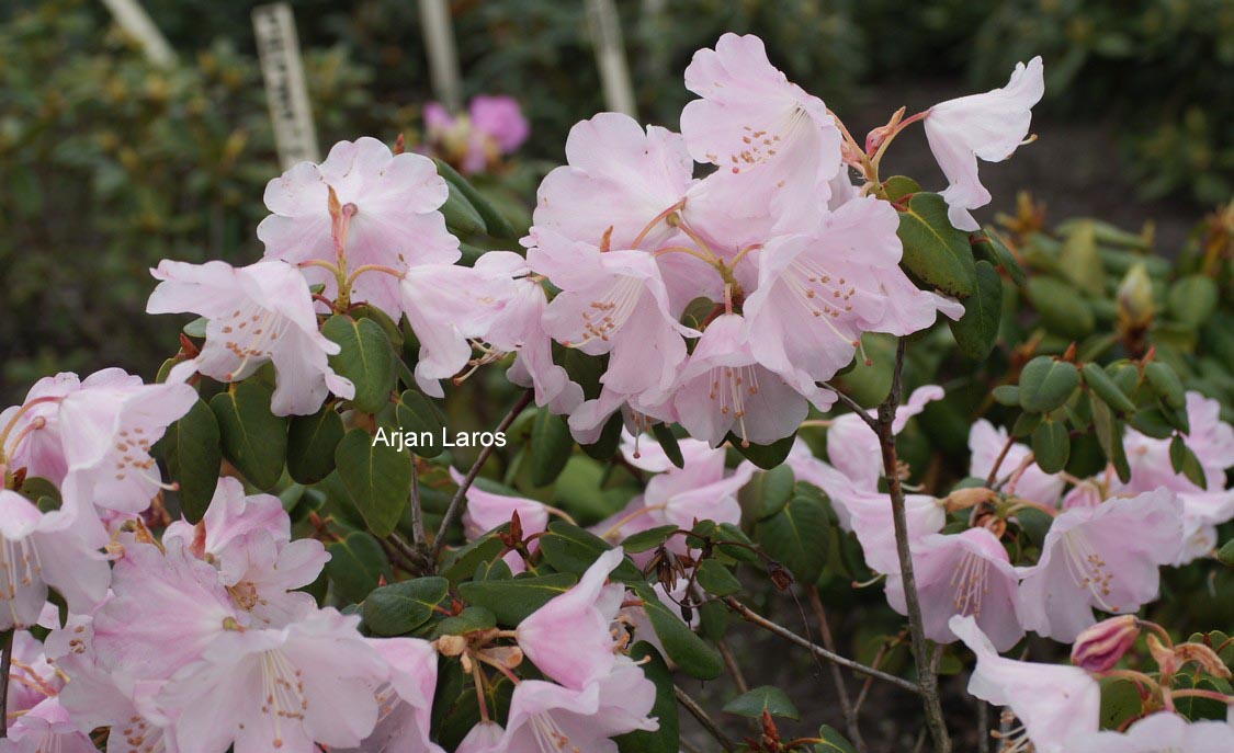 Rhododendron 'Honingen'