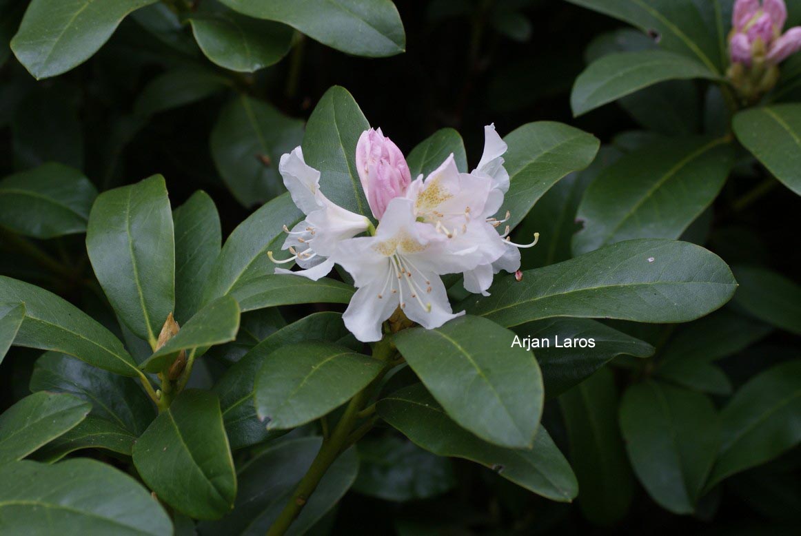 Rhododendron 'Cunningham's White'