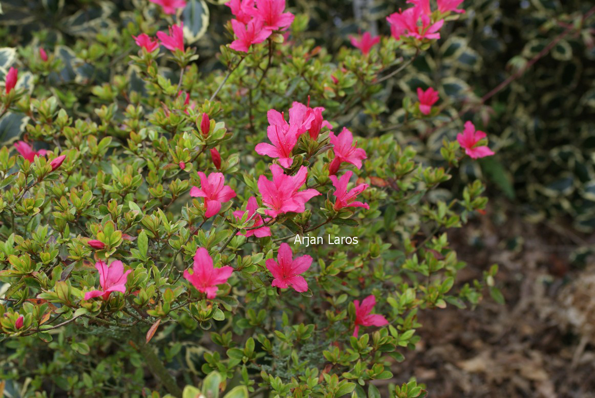 Azalea 'Aladdin'