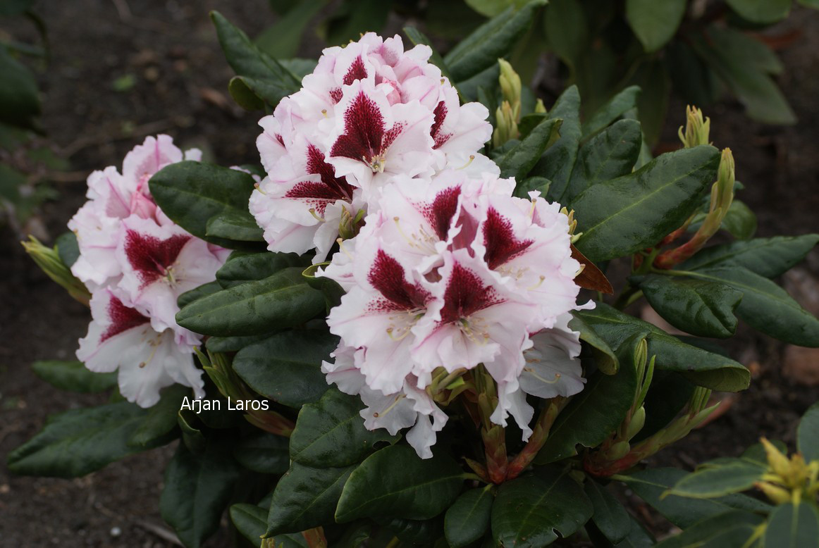 Rhododendron 'Herbstgruss'