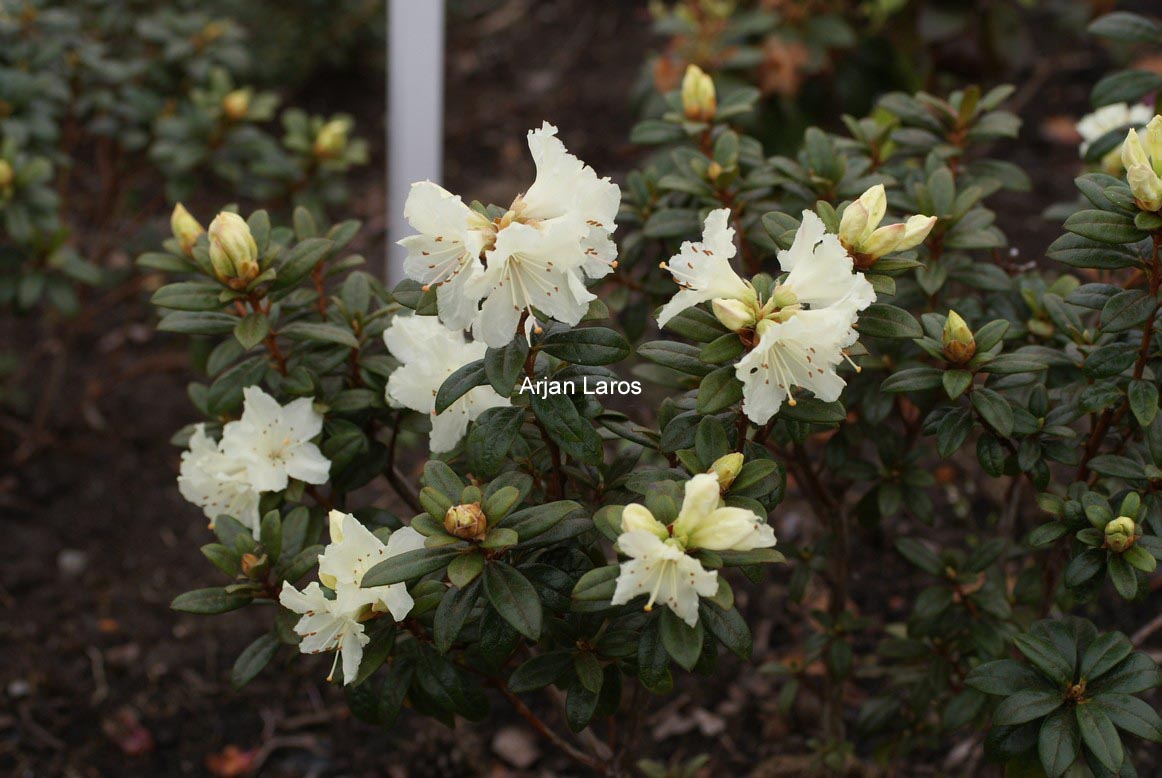 Rhododendron 'Cream Crest'