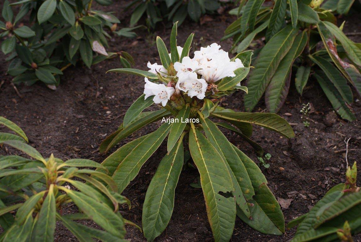 Rhododendron praevernum
