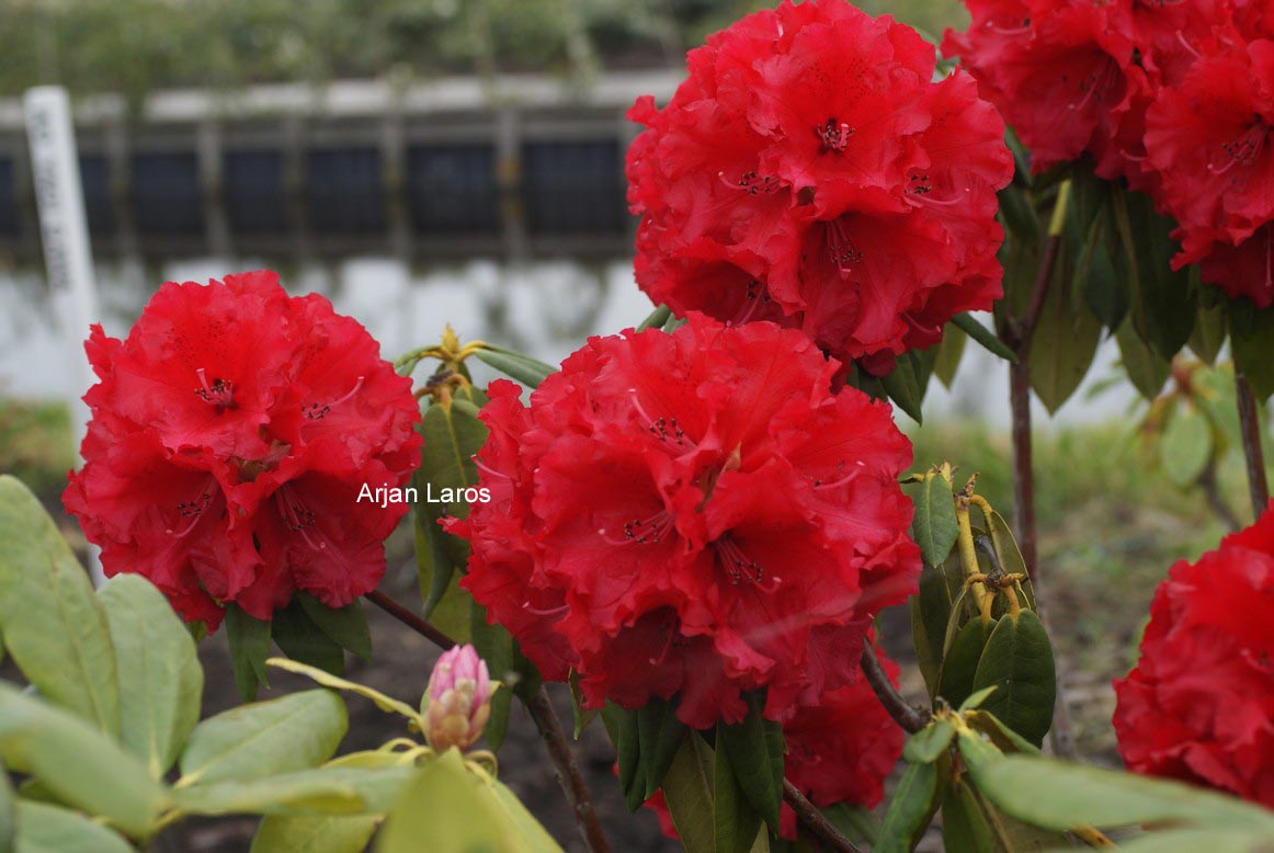 Rhododendron 'Grand Slam'