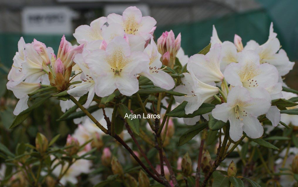 Rhododendron 'Silver Sixpence'