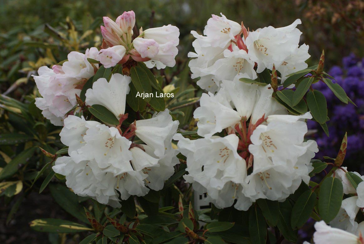 Rhododendron 'Carex White'