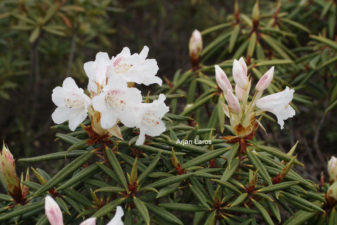 Rhododendron hyperythrum