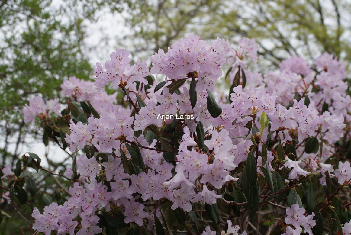 Rhododendron rubiginosum
