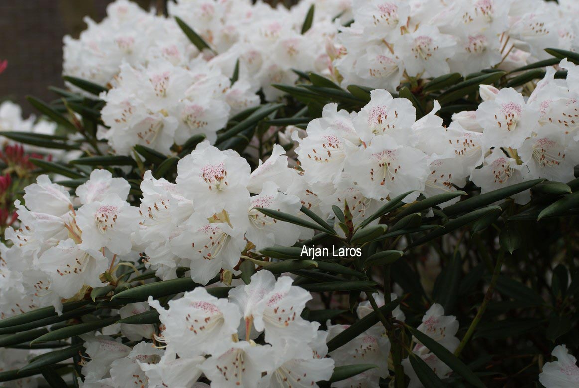 Rhododendron hyperythrum