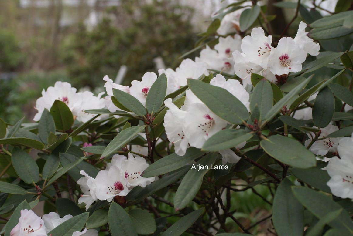 Rhododendron pseudochrysanthum