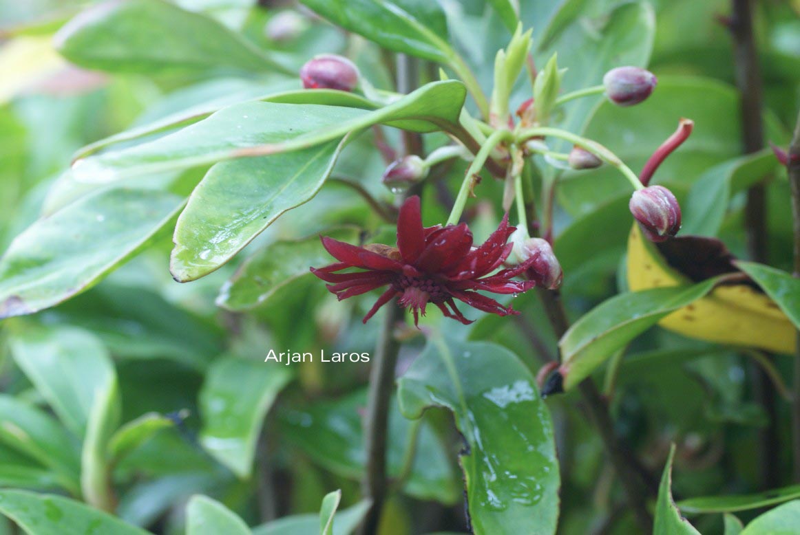 Illicium floridanum