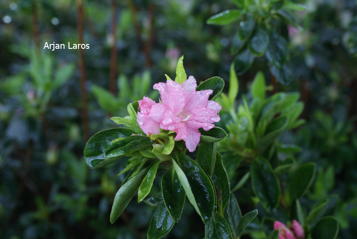 Azalea 'Mie no umi'