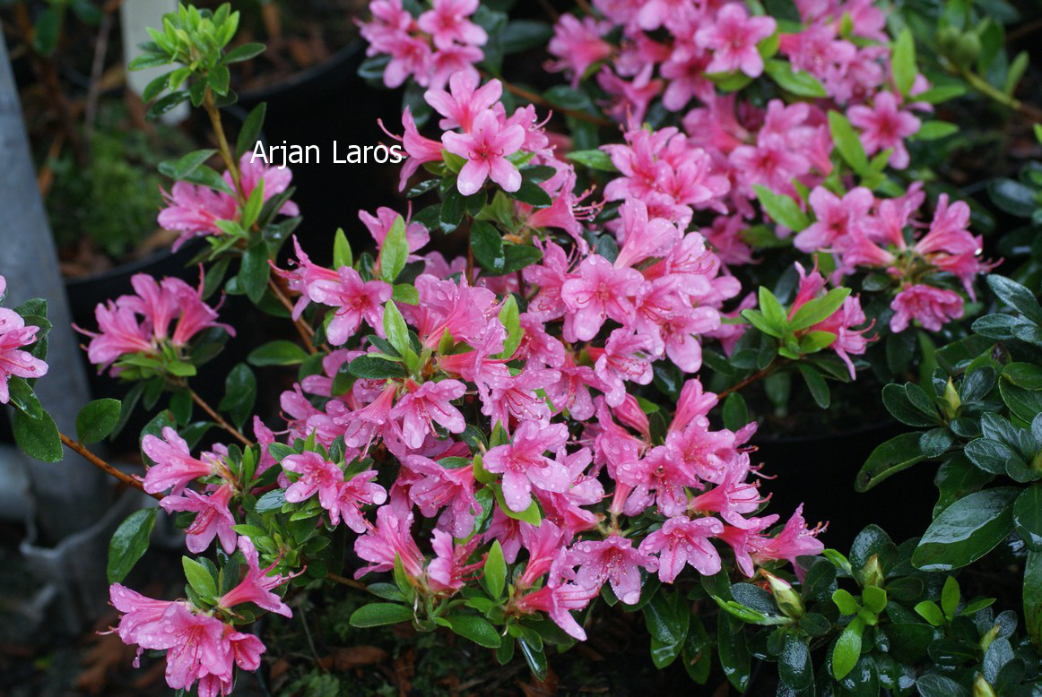 Azalea 'Silvester'