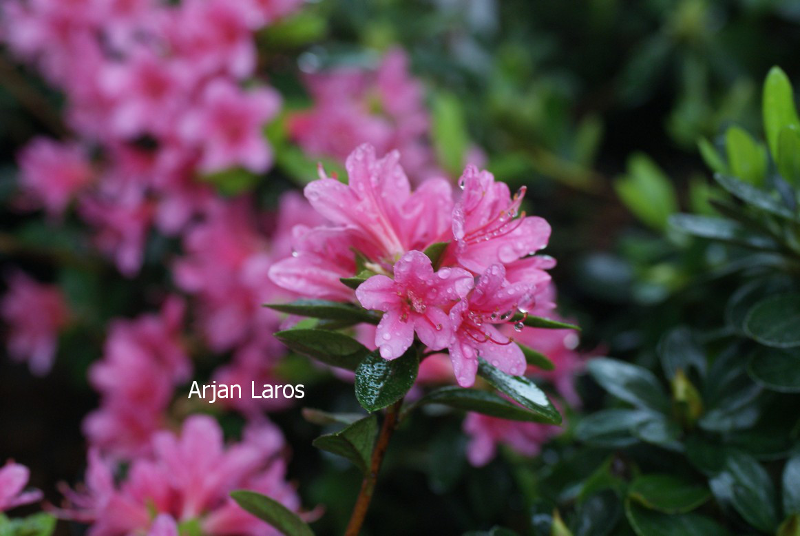 Azalea 'Silvester'