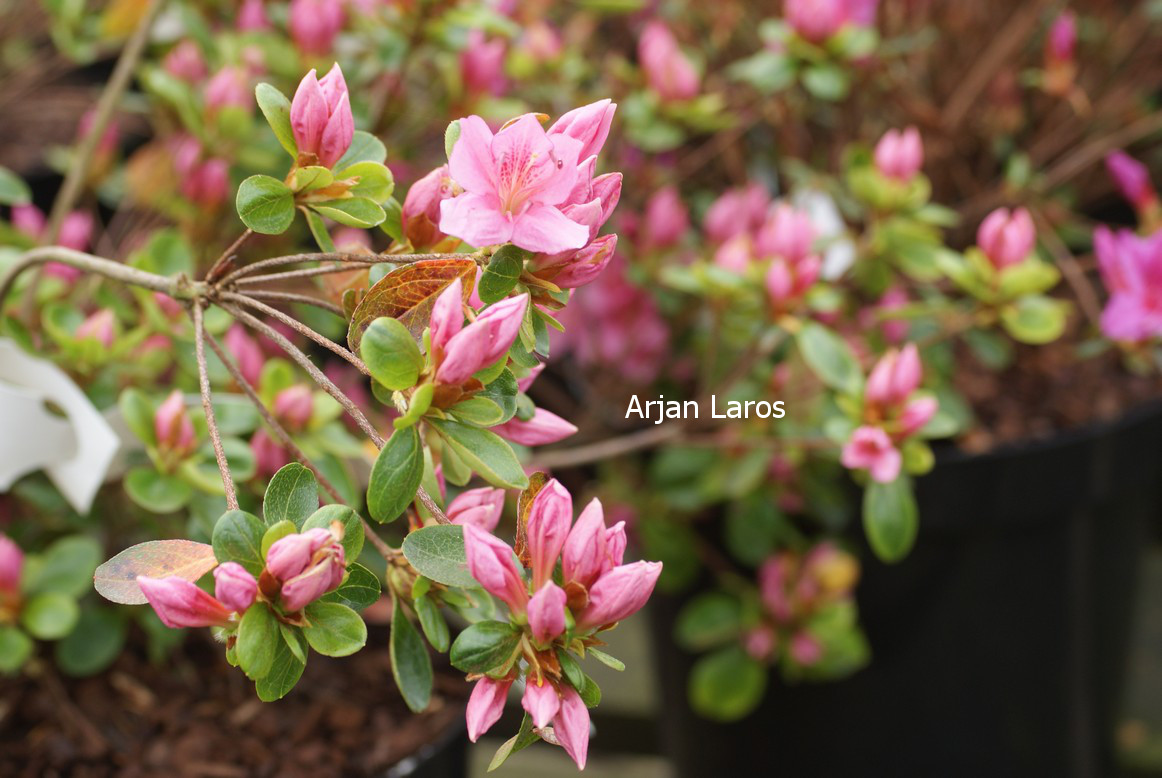 Azalea 'Esmeralda'