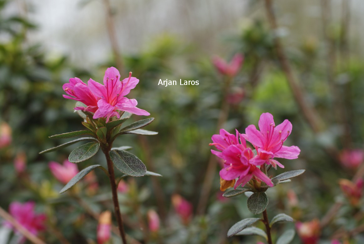 Azalea 'Amoenum'