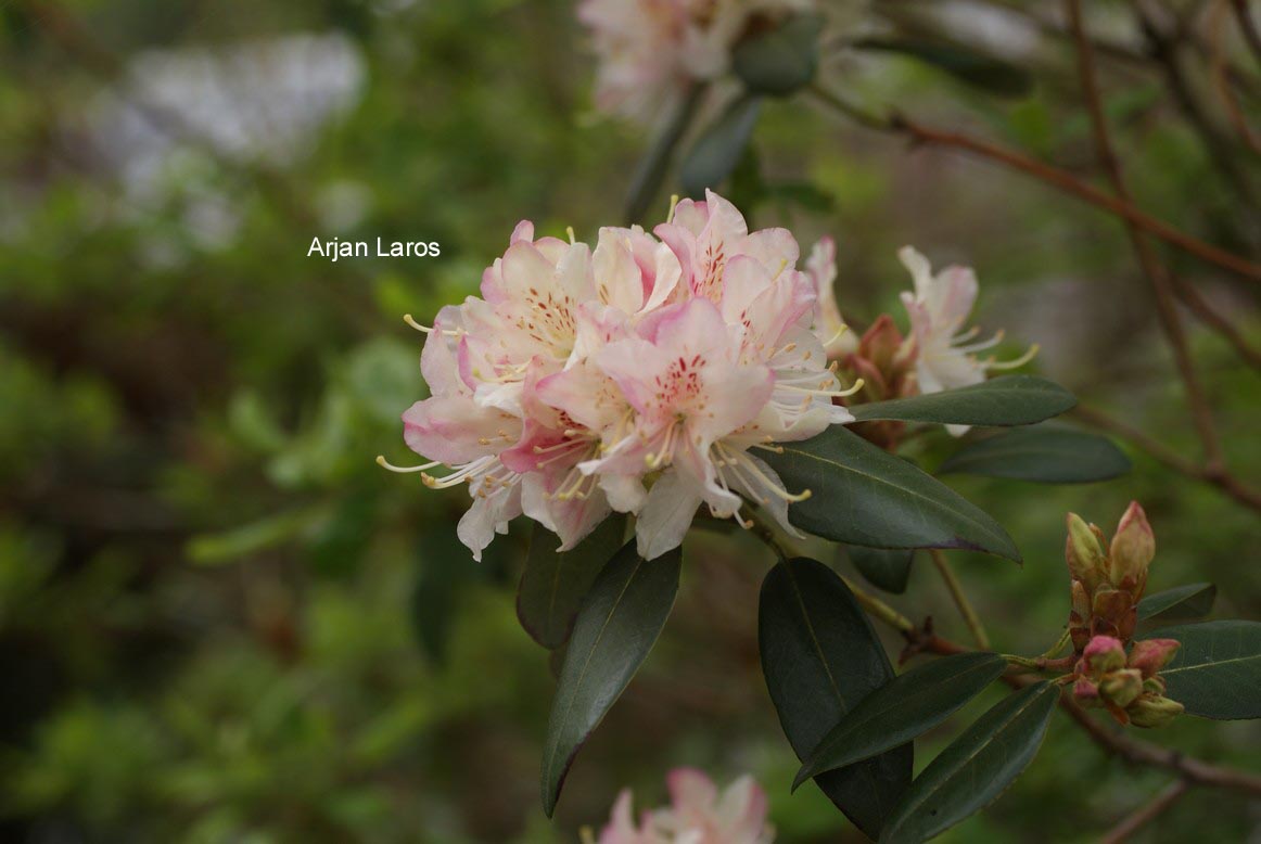 Rhododendron racemosum 'Apricot Beauty'