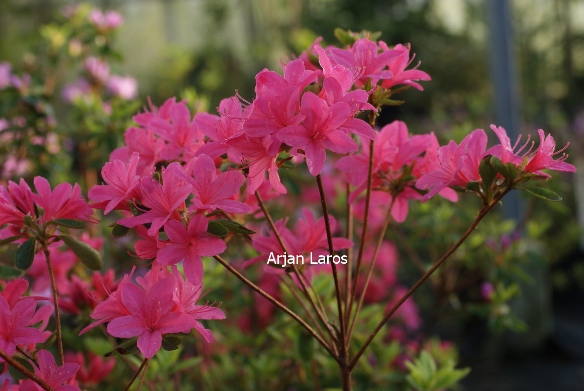 Azalea 'Victorine Hefting'
