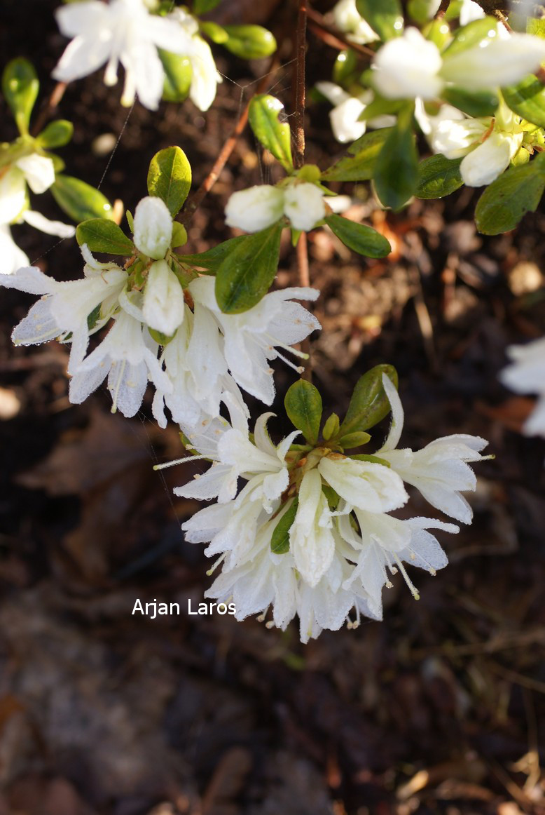 Azalea 'Kure no yuki'