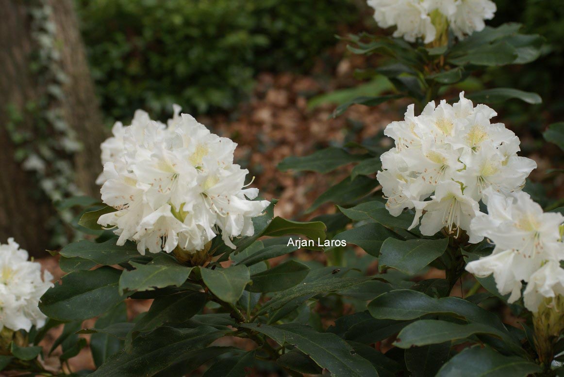 Rhododendron 'Cunningham's White'