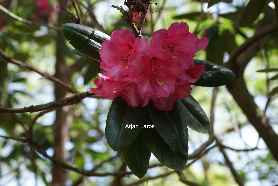 Rhododendron thomsonii