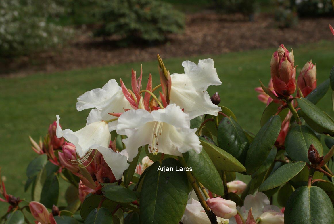 Rhododendron 'Elfenbein'