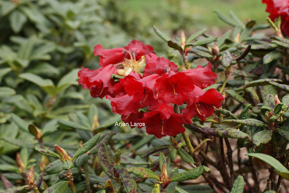 Rhododendron microgynum