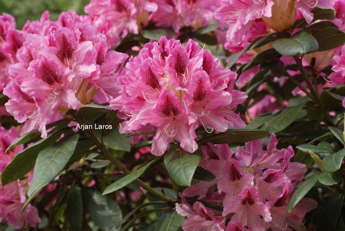 Rhododendron 'Cosmopolitan'