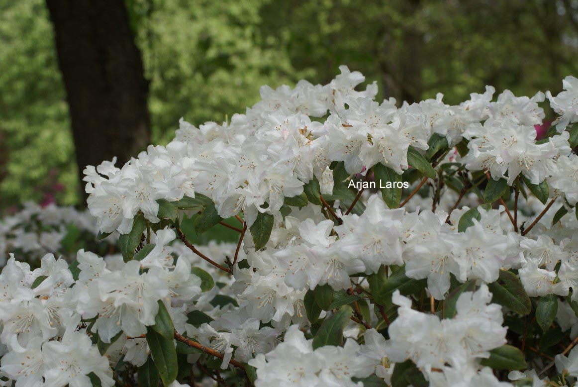 Rhododendron 'Dora Amateis'