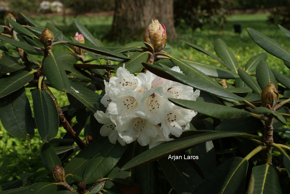 Rhododendron rex fictolacteum