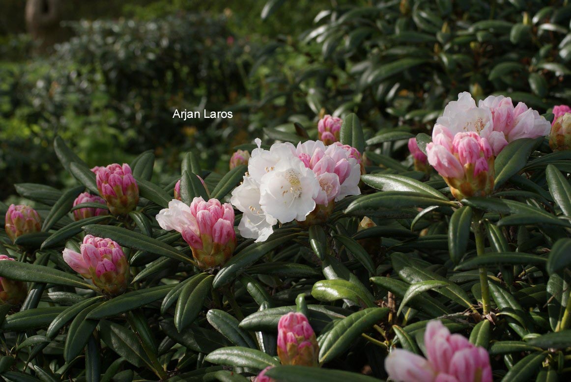 Rhododendron 'Makiyak'