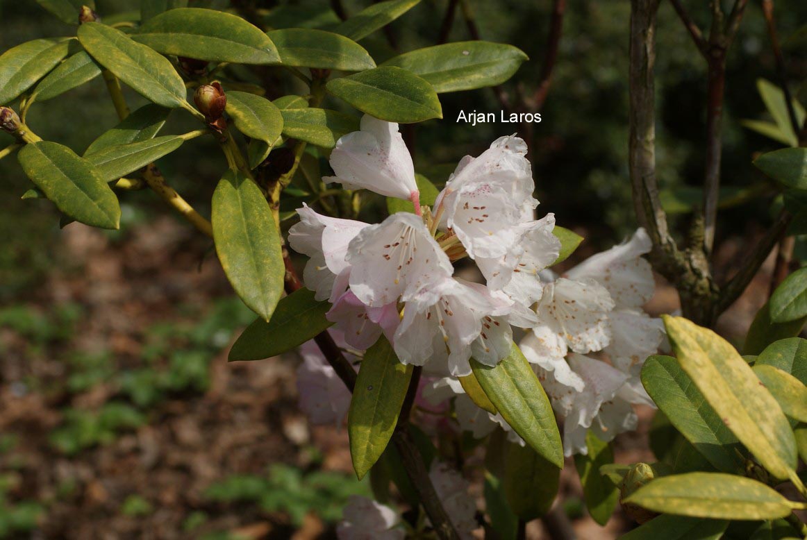 Rhododendron adenogynum
