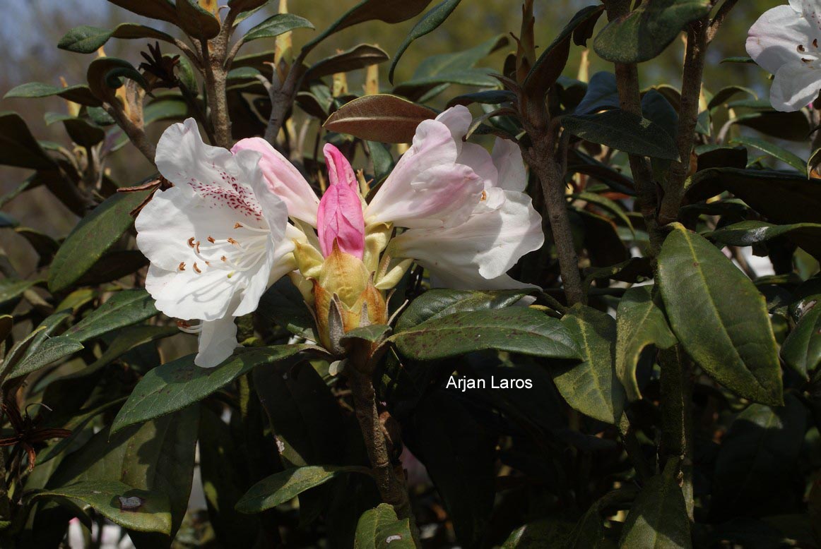 Rhododendron adenogynum