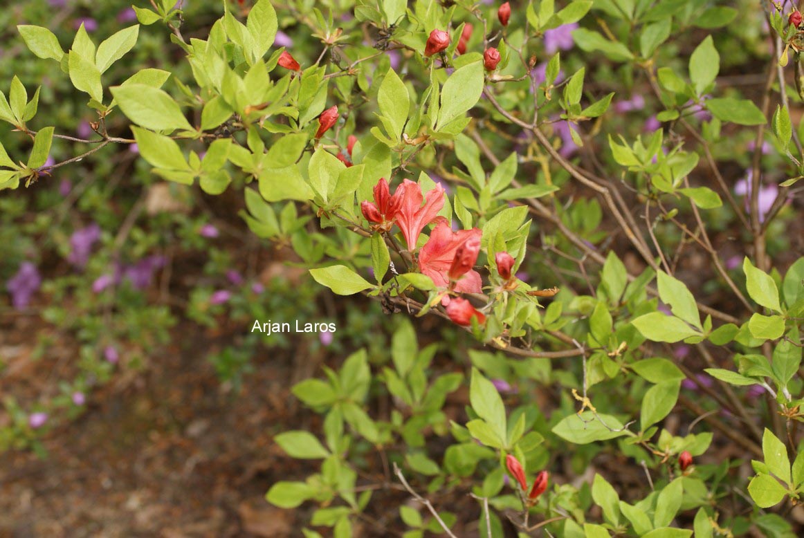 Rhododendron kaempferi