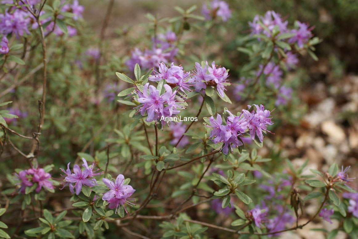 Rhododendron polycladum