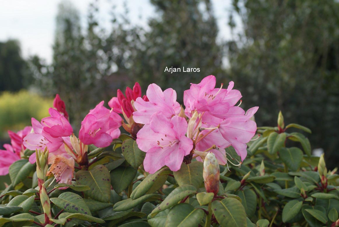 Rhododendron 'Karl Foerster'