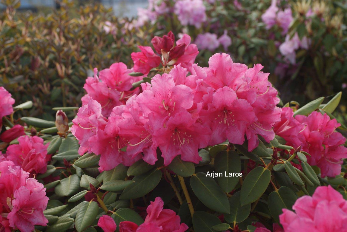 Rhododendron 'Oudijk's Sensation'