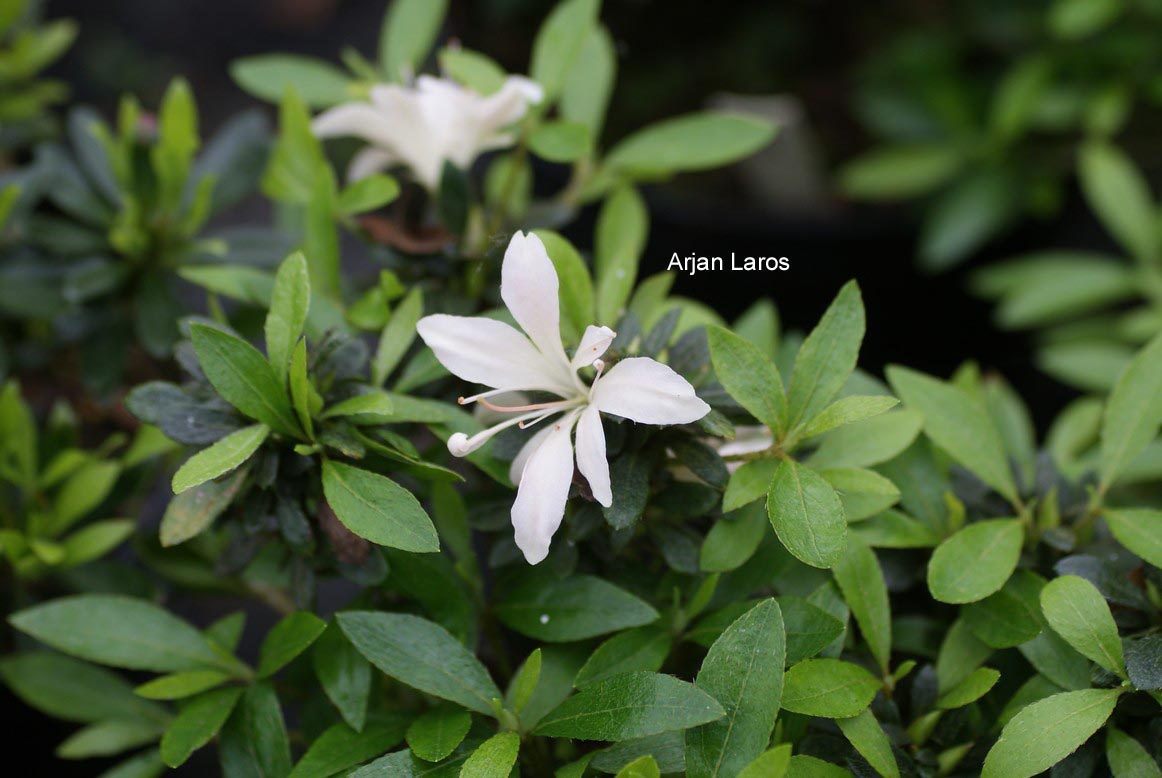 Rhododendron indicum 'Kozan'